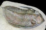 Zlichovaspis Trilobite - Atchana, Morocco #72702-5